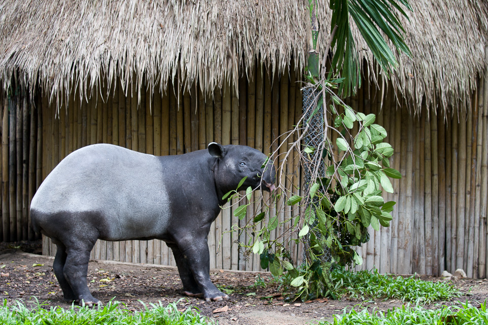 Malaysischer Tapir